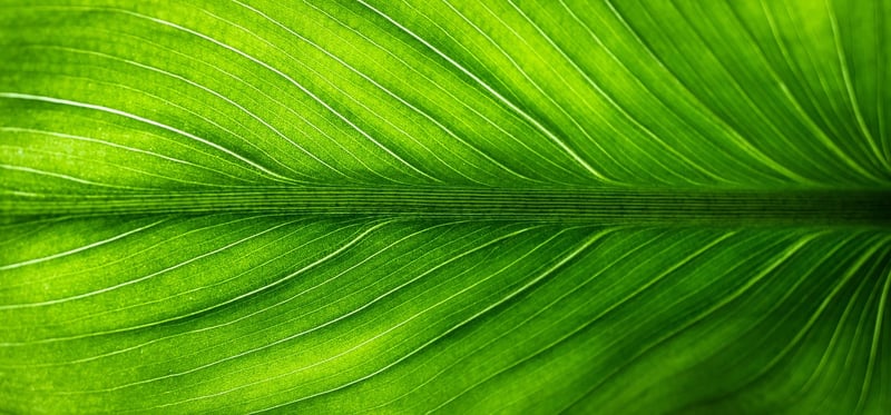 Eco-Friendly Kids Crafts